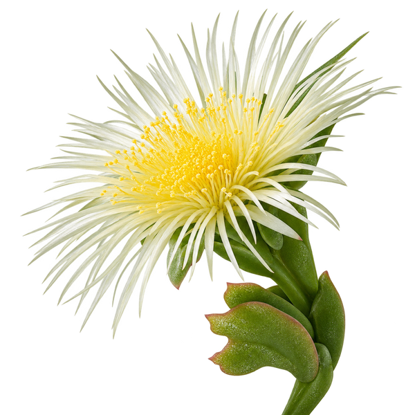 Sceletium