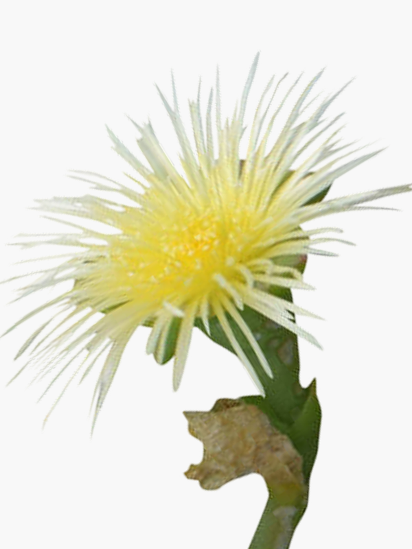 Sceletium